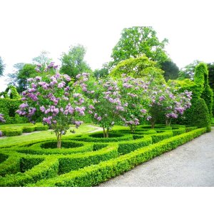 Orgován obyčajný (Syringa vulgaris) ´SENSATION´ - výška 20-40 cm, kont. C4L